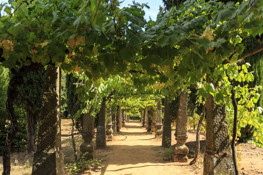 Did you ever hear of Green Wine? Discover one of Portugal's liquid treasures