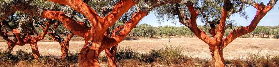 Recently stripped corks trees in the Alentejo in southern Portugal