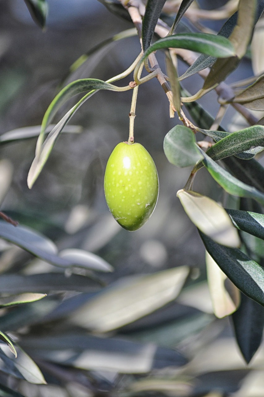 A Short Guide to Andalucia Olive Oil: The Liquid Gold of Southern Spain