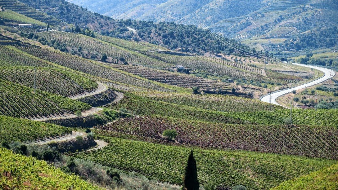 Vineyards stretch across rolling green hills, with terraced rows and winding roads leading through the landscape under a clear sky.